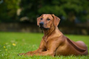 7 Telltale Signs You’re A Rhodesian Ridgeback Parent