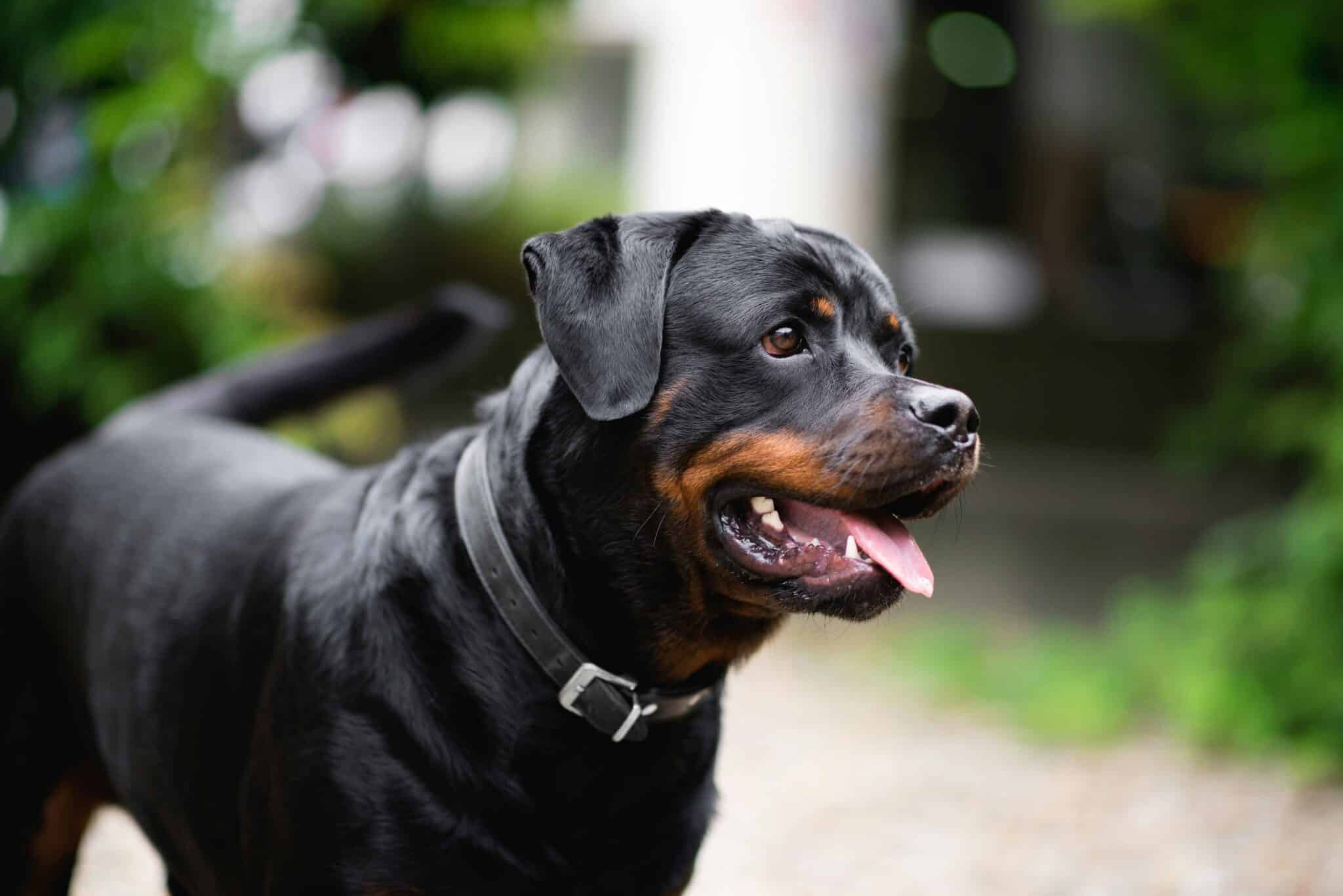 7 Telltale Signs You’re A Rottweiler Parent