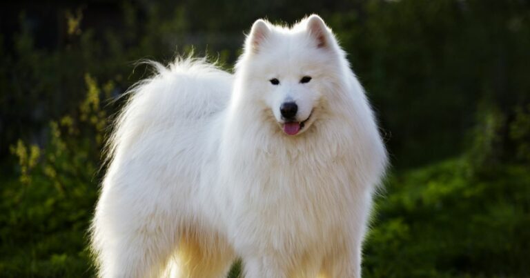 7 Telltale Signs You’re A Samoyed Parent