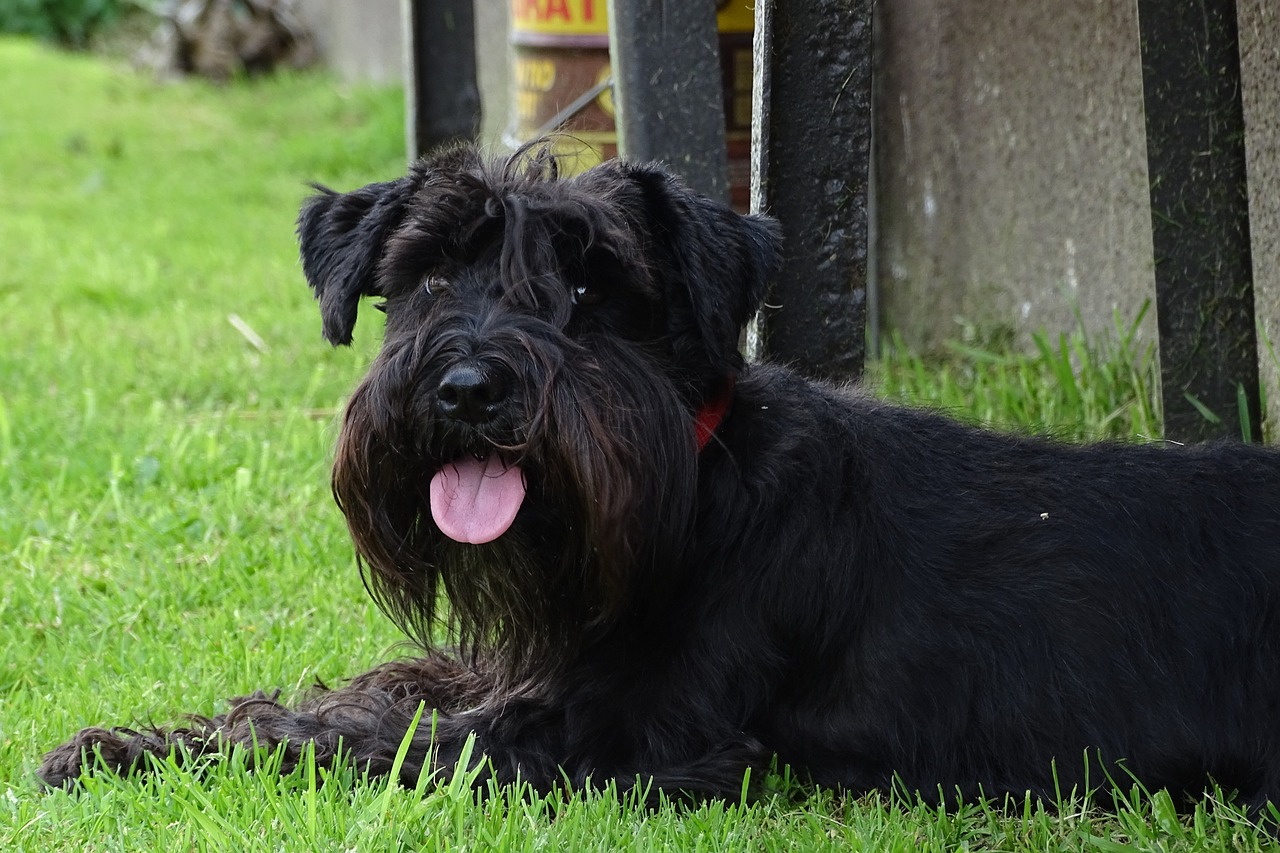 7 Telltale Signs You’re A Schnauzer Parent