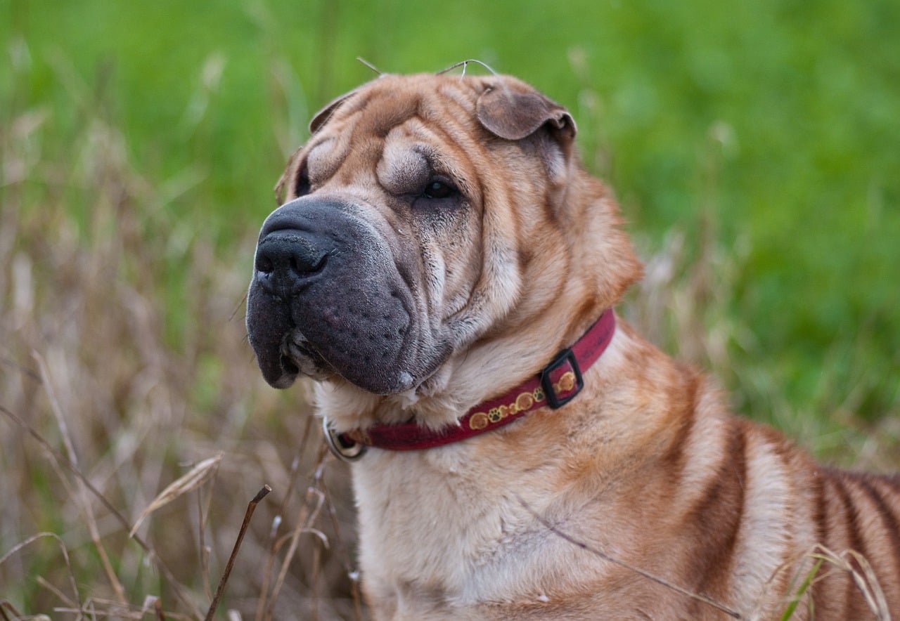 7 Telltale Signs You’re A Shar Pei Parent