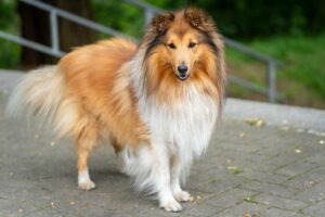 7 Telltale Signs You’re A Sheltie Parent