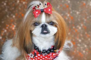 7 Telltale Signs You’re A Shih Tzu Parent