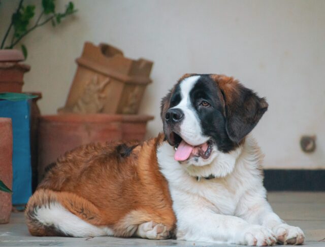 7 Telltale Signs You’re A St. Bernard Parent