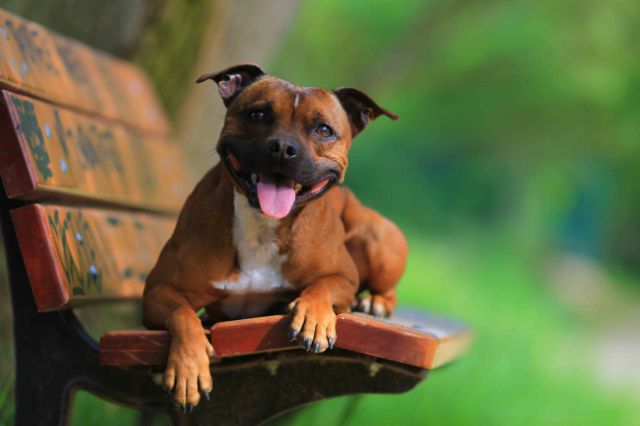 7 Telltale Signs You’re A Staffordshire Bull Terrier
Parent