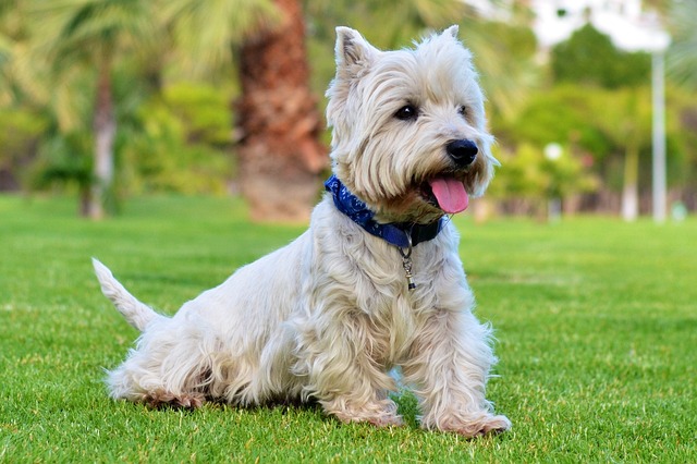 7 Telltale Signs You’re A Westie Parent