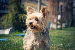 7 Telltale Signs You’re A Yorkie Parent