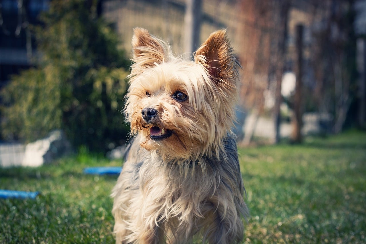 7 Telltale Signs You’re A Yorkie Parent