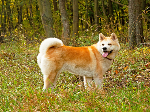 7 Telltale Signs You’re An Akita Parent