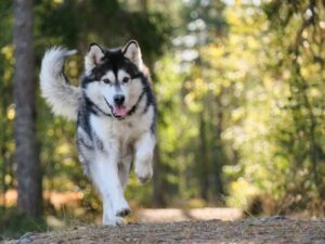 7 Telltale Signs You’re An Alaskan Malamute Parent