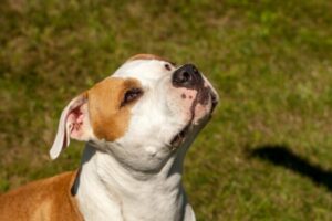 7 Telltale Signs You’re An American Staffordshire Terrier
Parent