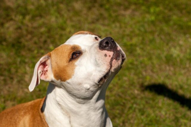 7 Telltale Signs You’re An American Staffordshire Terrier
Parent