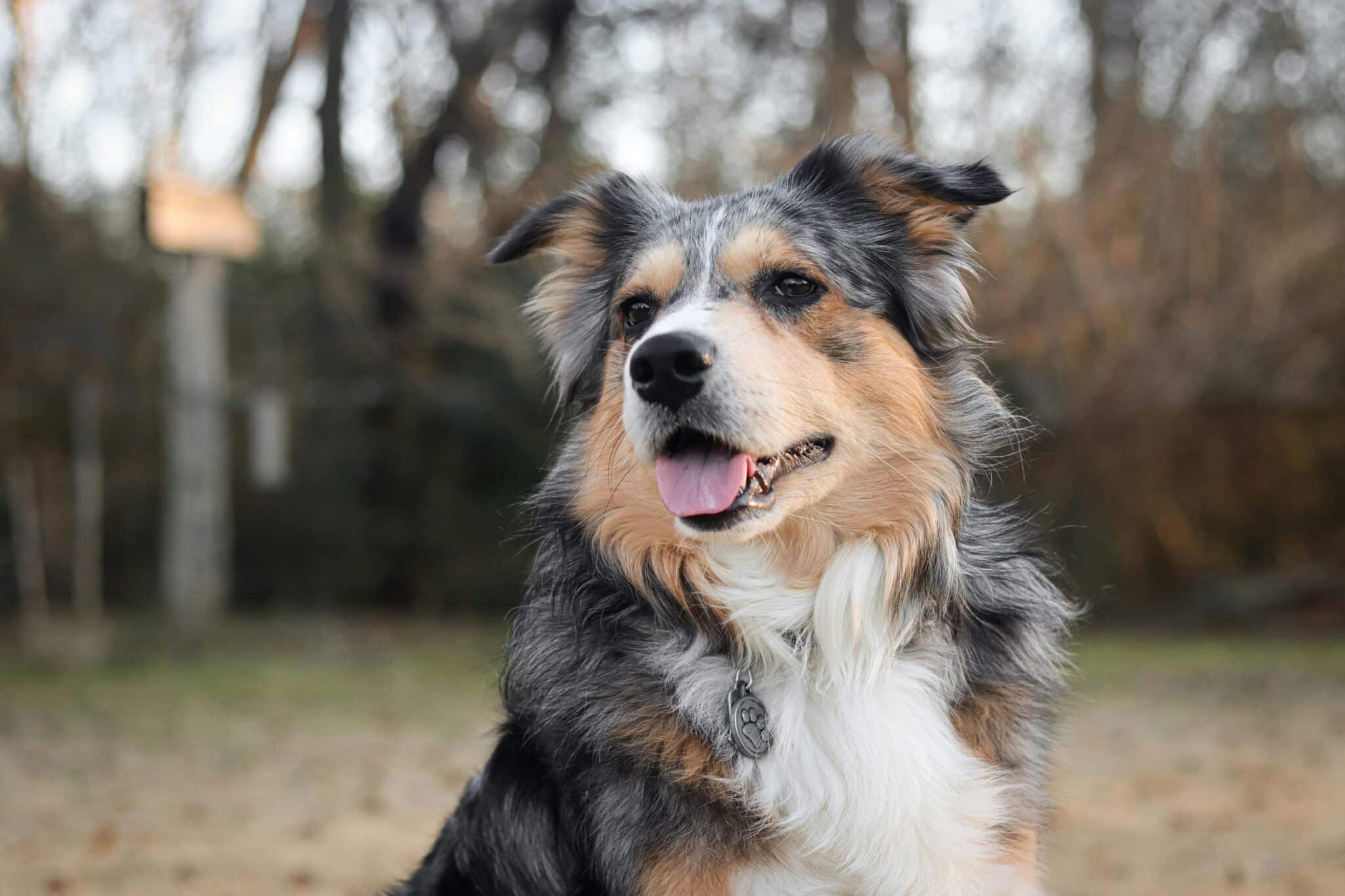 7 Telltale Signs You’re An Australian Shepherd
Parent