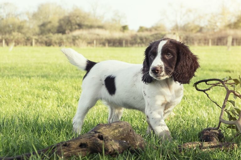 7 Telltale Signs You’re An English Springer Spaniel
Parent