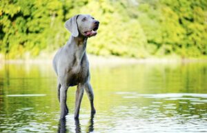 7 Telltale Signs You’re Weimaraner Parent