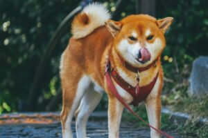 8 Best Dog Foods for Akitas with NO Fillers