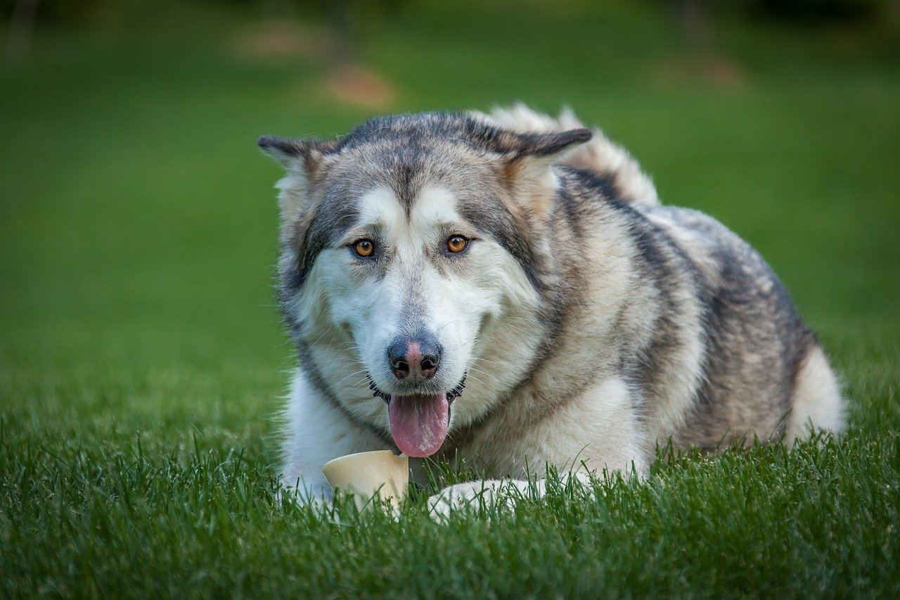 8 Best Dog Foods for Alaskan Malamutes with NO
Fillers