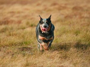 8 Best Dog Foods for Australian Cattle Dogs with NO
Fillers