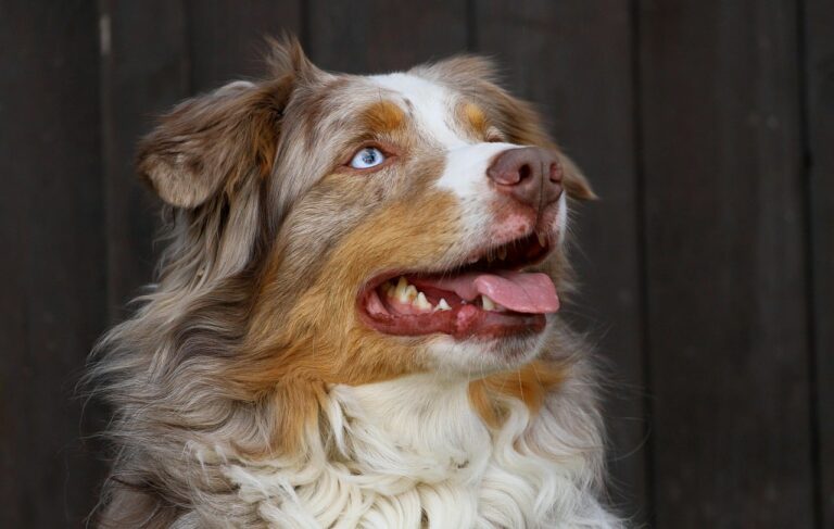 8 Best Dog Foods for Australian Shepherds with NO
Fillers