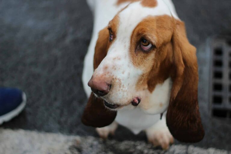 8 Best Dog Foods for Basset Hounds with NO Fillers