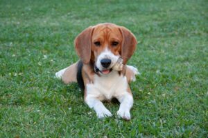 8 Best Dog Foods for Beagles with NO Fillers