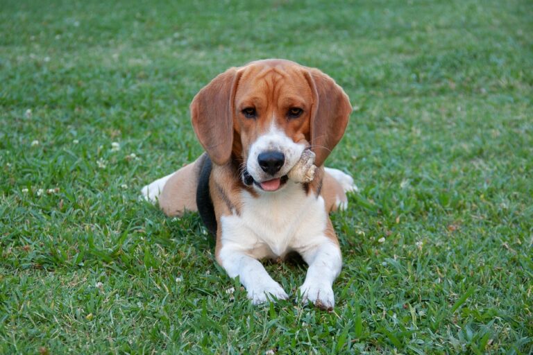 8 Best Dog Foods for Beagles with NO Fillers