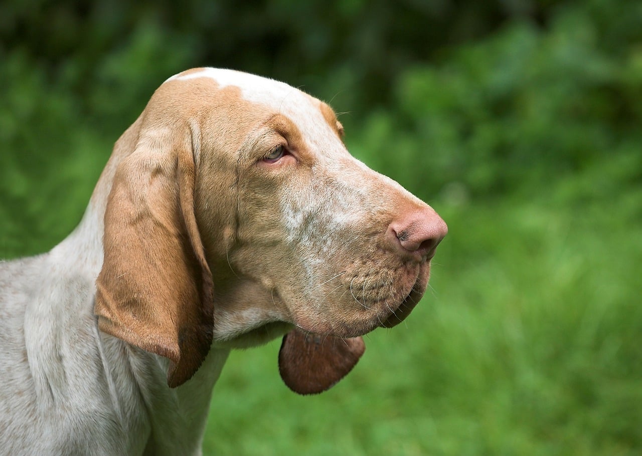 8 Best Dog Foods for Bloodhounds with NO Fillers