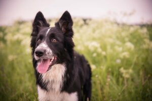 8 Best Dog Foods for Border Collies with NO Fillers