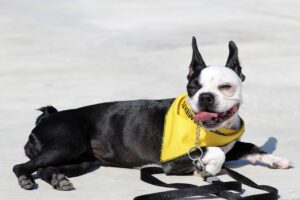 8 Best Dog Foods for Boston Terriers with NO Fillers