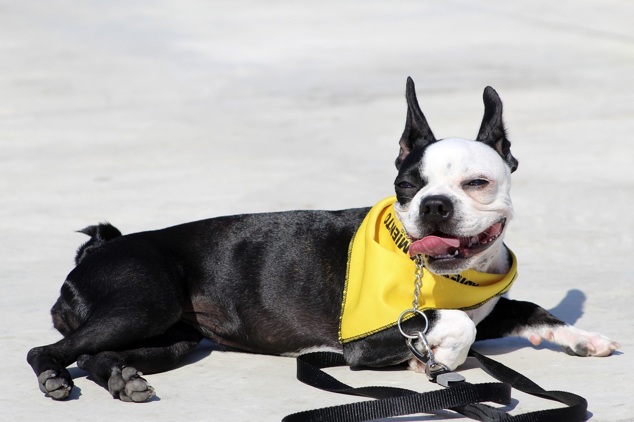 8 Best Dog Foods for Boston Terriers with NO Fillers