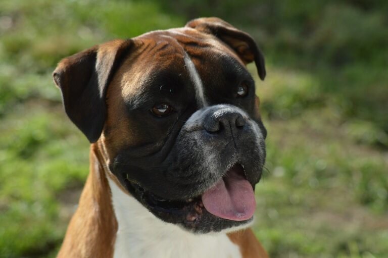 8 Best Dog Foods for Boxers with NO Fillers