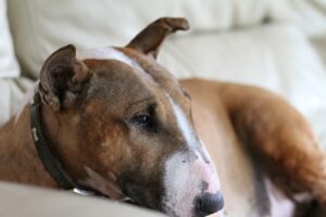 8 Best Dog Foods for Bull Terriers with NO Fillers