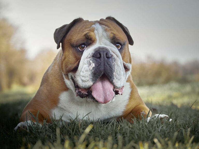 8 Best Dog Foods for Bulldogs with NO Fillers