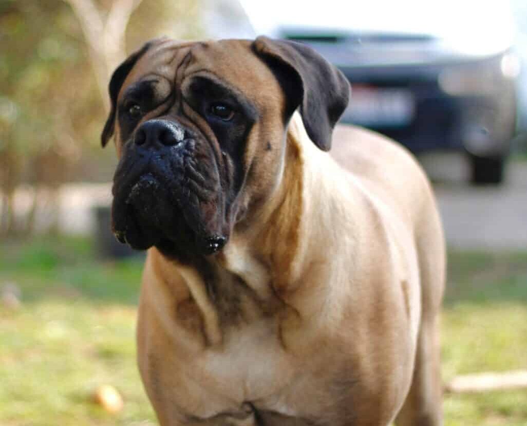 8 Best Dog Foods for Bullmastiffs with NO Fillers