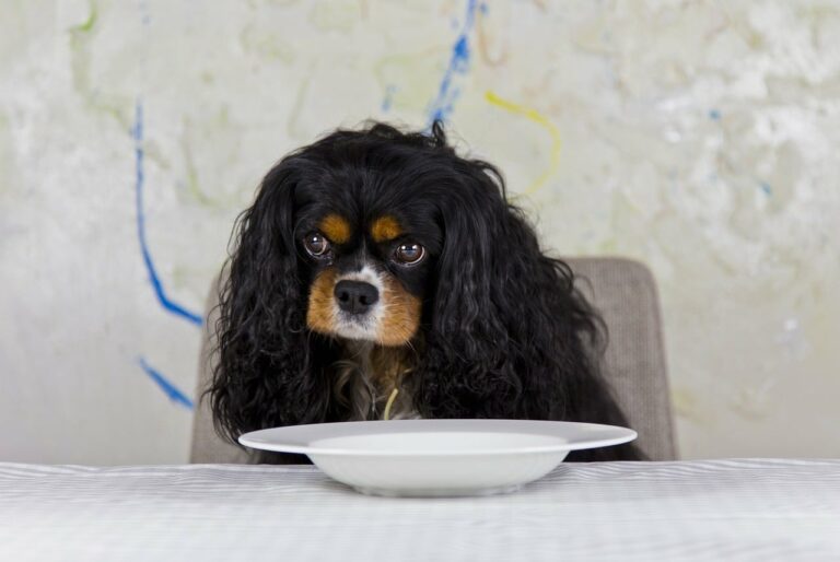 8 Best Dog Foods for Cavaliers with NO Fillers