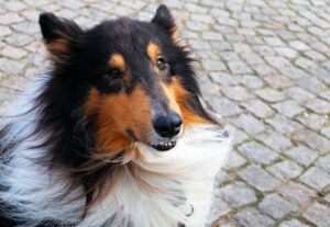 8 Best Dog Foods for Collies with NO Fillers