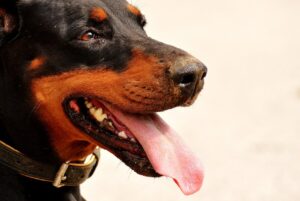 8 Best Dog Foods for Doberman with NO Fillers