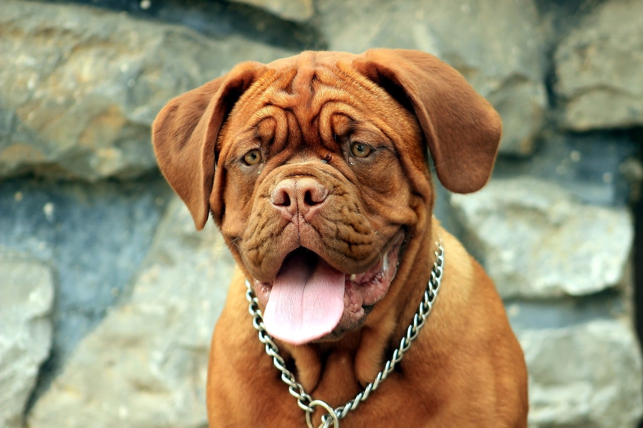 8 Best Dog Foods for Dogue De Bordeaux with NO
Fillers