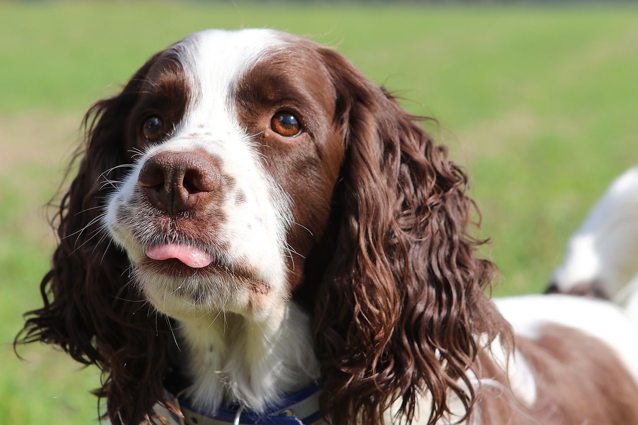 8 Best Dog Foods for English Springer Spaniels with NO
Fillers