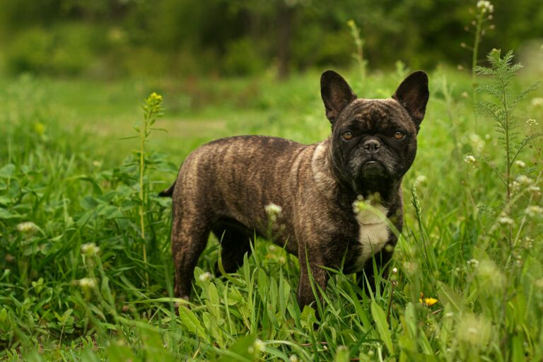 8 Best Dog Foods for French Bulldogs with NO Fillers