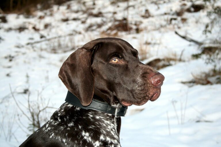 8 Best Dog Foods for German Shorthaired Pointers with NO
Fillers