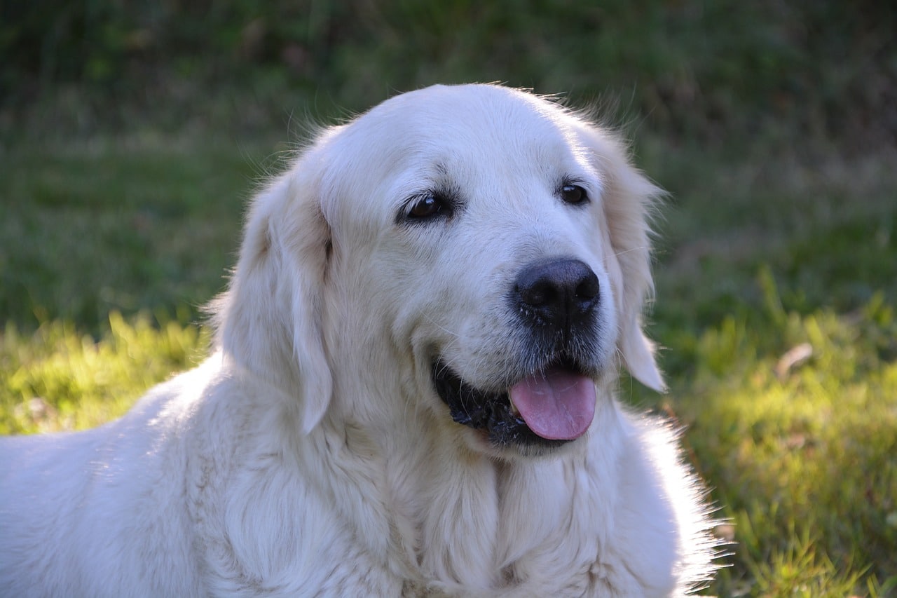 8 Best Dog Foods for Golden Retrievers with NO
Fillers