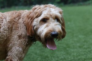 8 Best Dog Foods for Goldendoodles with NO Fillers