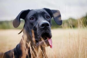 8 Best Dog Foods for Great Danes with NO Fillers