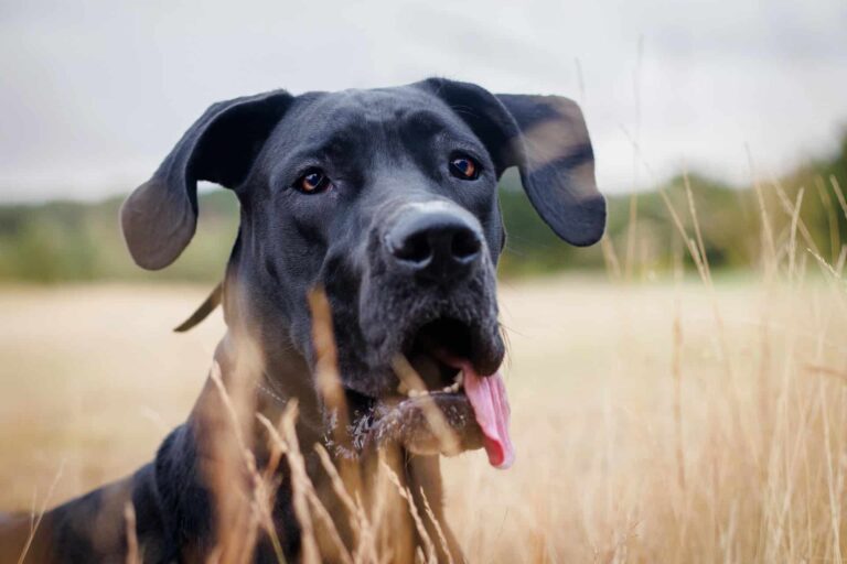 8 Best Dog Foods for Great Danes with NO Fillers