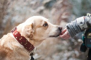 8 Best Dog Foods for Labrador Retrievers with NO
Fillers