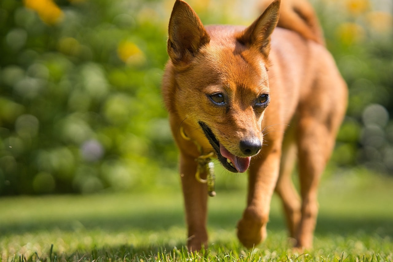 8 Best Dog Foods for Miniature Pinschers with NO
Fillers