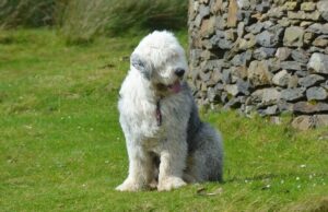 8 Best Dog Foods for Old English Sheepdogs with NO
Fillers