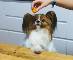 8 Best Dog Foods for Papillons with NO Fillers