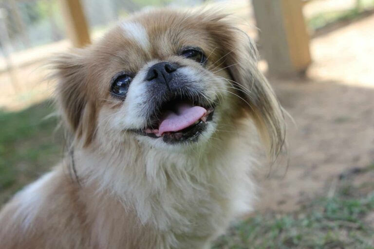 8 Best Dog Foods for Pekingese with NO Fillers